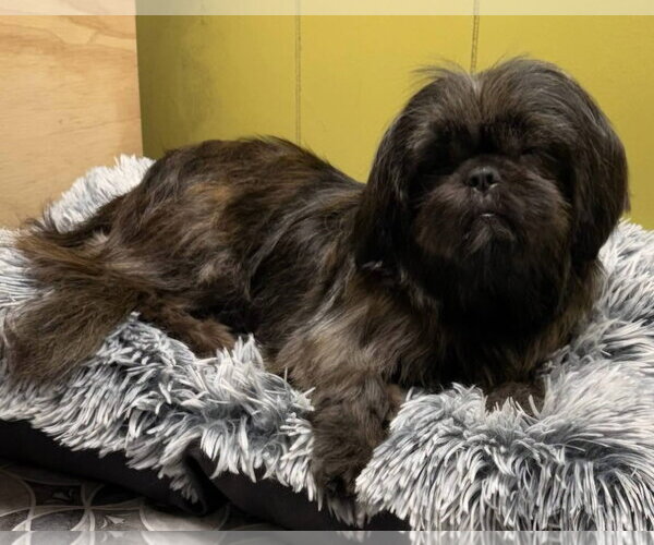 Medium Photo #3 Shih Tzu Puppy For Sale in Alexander, AR, USA