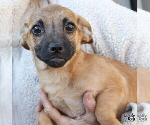Chihuahua-Unknown Mix Dogs for adoption in Washington, DC, USA