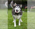 Small #9 Alaskan Malamute-Huskies  Mix