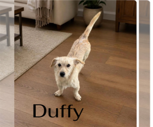 Border Terrier Dogs for adoption in Menifee, CA, USA
