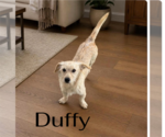 Duffy - Male Border Terrier Dog for Adoption - Small photo