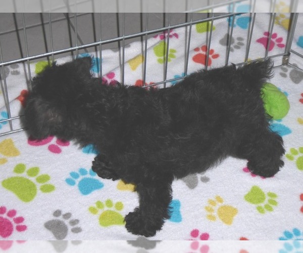 Medium Photo #2 Schnoodle (Miniature) Puppy For Sale in ORO VALLEY, AZ, USA