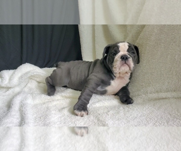 Medium Photo #2 Bulldog Puppy For Sale in STOCKBRIDGE, GA, USA