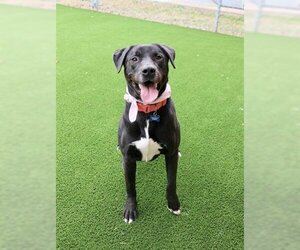 Labrador Retriever-Unknown Mix Dogs for adoption in Murfreesboro, TN, USA