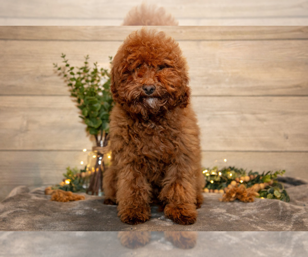 Medium Photo #1 Goldendoodle mix (+ Poodle Miniature) Puppy For Sale in MIDDLEBURY, IN, USA