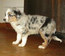 Miniature Australian Shepherd Puppy for sale in CAMPBELL, MN, USA