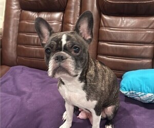 Mother of the Faux Frenchbo Bulldog-French Bulldog Mix puppies born on 08/27/2025