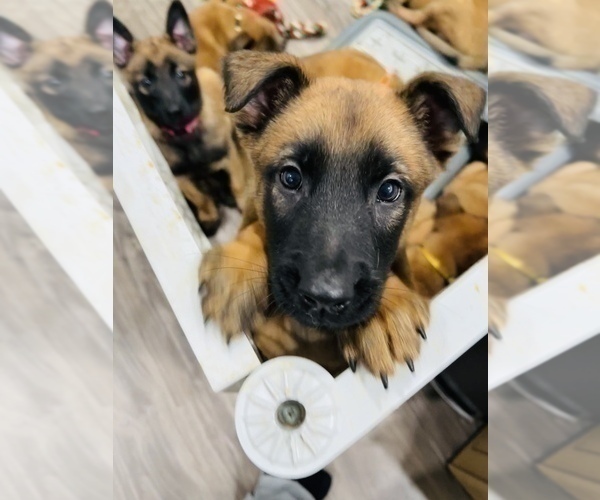 Medium Photo #4 Belgian Malinois Puppy For Sale in REESEVILLE, WI, USA