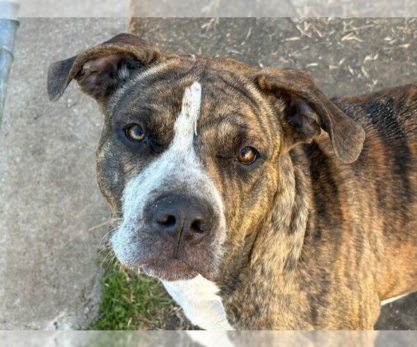 Medium Photo #1 Mutt Puppy For Sale in Tulsa, OK, USA