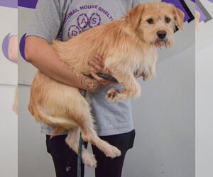 Oliver - Male Parson Russell Terrier-Unknown Mix Dog for Adoption - Photo #2
