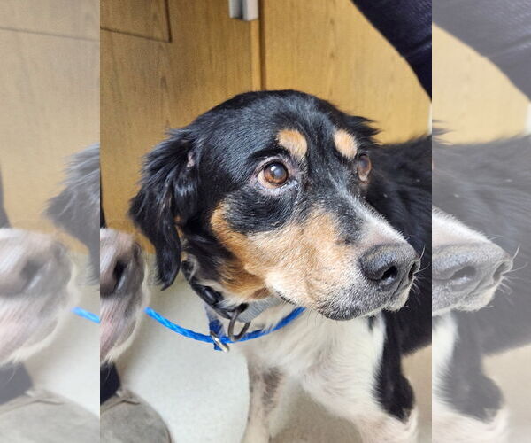 Medium Photo #2 Brittany Puppy For Sale in Curwensville, PA, USA