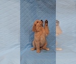 Small Photo #2 Goldendoodle Puppy For Sale in VAIL, AZ, USA