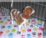 Small #6 Cavalier King Charles Spaniel