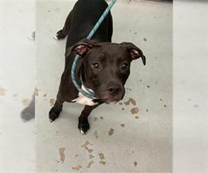 Labrador Retriever-Unknown Mix Dogs for adoption in Waco, TX, USA