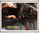Small Photo #7 Doberman Pinscher Puppy For Sale in MOUNT STERLING, OH, USA