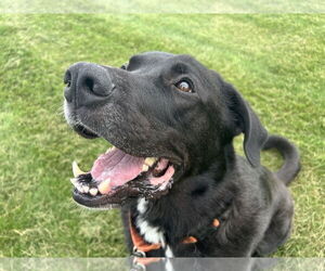 Border Collie-Great Pyrenees Mix Dogs for adoption in Minneapolis, MN, USA