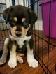 Small Photo #3 German Shepherd Dog-Siberian Husky Mix Puppy For Sale in GRAPE CREEK, TX, USA