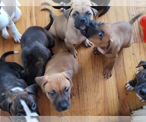 Bull Terrier-Bullmastiff Mix Puppy for sale in DENVER, CO, USA
