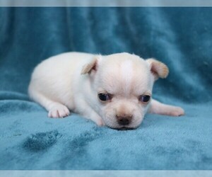 Chihuahua Puppy for sale in MUSKOGEE, OK, USA