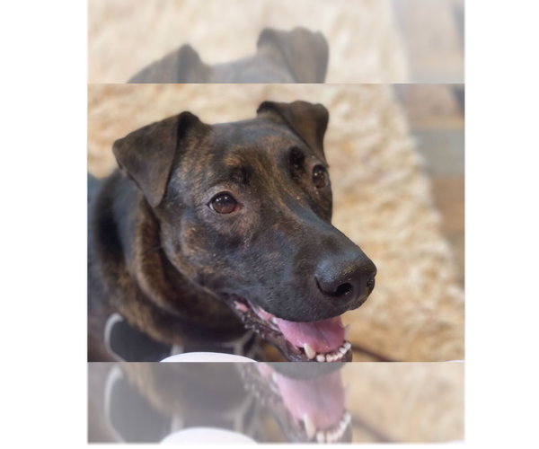 Medium Photo #9 Labrador Retriever-Unknown Mix Puppy For Sale in Greenbelt, MD, USA