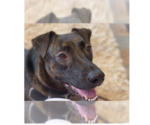 Small #8 Labrador Retriever Mix