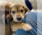 Small #2 Mutt
