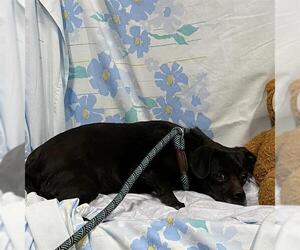 Chug Dogs for adoption in Modesto, CA, USA