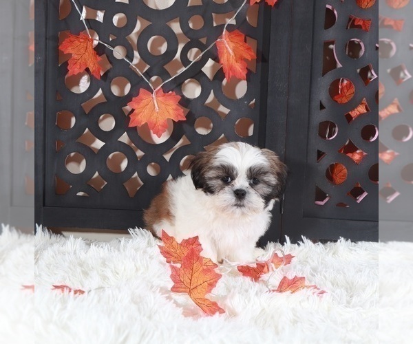 Medium Photo #3 Shih Tzu Puppy For Sale in MOUNT VERNON, OH, USA