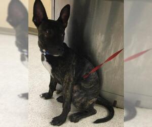 German Shepherd Dog-Mastiff Mix Dogs for adoption in Riverside, CA, USA