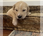 Puppy Puppy 2 Aussiedoodle-Goldendoodle Mix