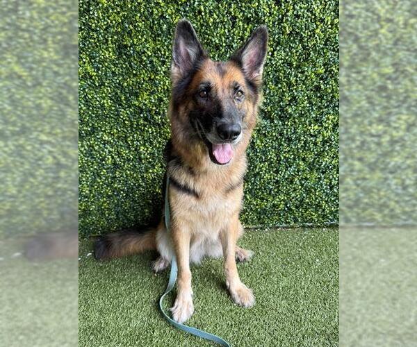 Medium Photo #1 German Shepherd Dog Puppy For Sale in Naples, FL, USA