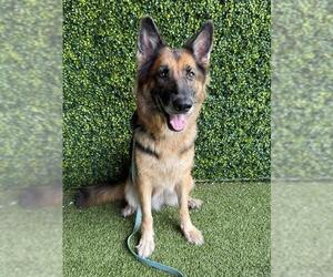 German Shepherd Dog Dogs for adoption in Naples, FL, USA