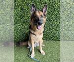Small German Shepherd Dog