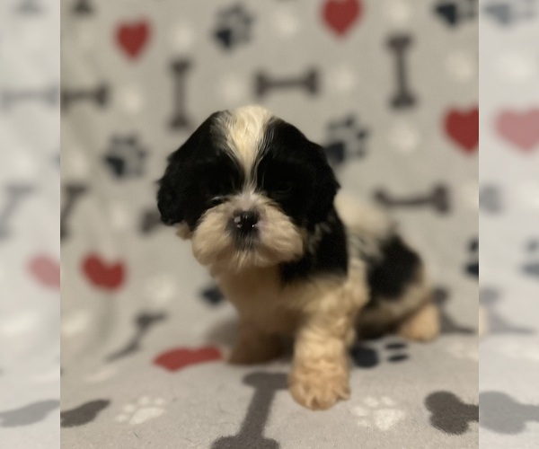 Medium Photo #1 Shih Tzu Puppy For Sale in LITHONIA, GA, USA