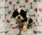 Puppy Ruby Shih Tzu