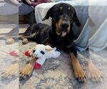 Small #2 Doberman Pinscher Mix