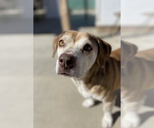 Max Lucas - - Male Beagle Dog for Adoption - Photo #8