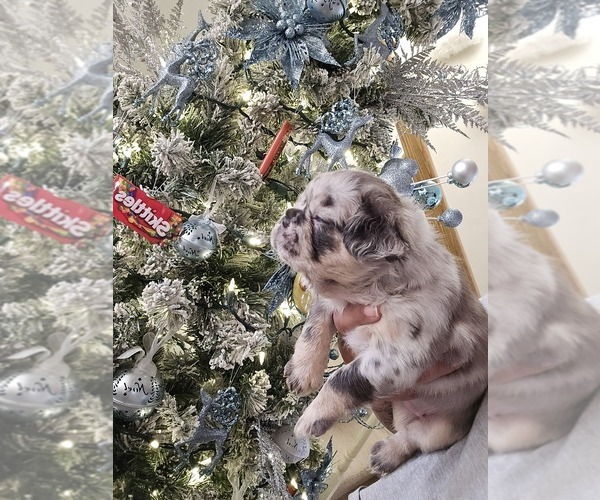Medium Photo #1 French Bulldog Puppy For Sale in GLEN BURNIE, MD, USA