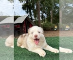 Puppy Peaches Australian Shepherd