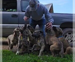 Irish Wolfhound Puppy for Sale in ELKLAND, Missouri USA
