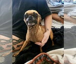 Small Photo #2 Chug Puppy For Sale in Mesa, AZ, USA