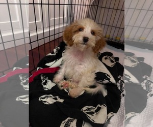 Bernese Mountain Dog-Poodle (Miniature) Mix Dogs for adoption in Valrico, FL, USA