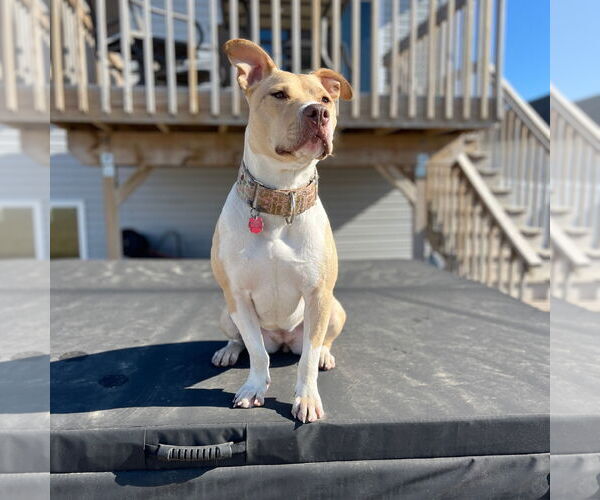 Medium Photo #2 American Pit Bull Terrier-Unknown Mix Puppy For Sale in Fargo, ND, USA