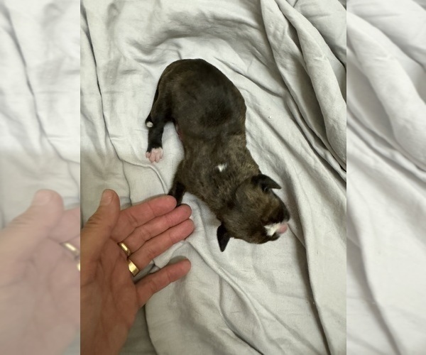 Medium Photo #6 Boxer Puppy For Sale in NEW LONDON, IA, USA