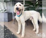 Small #3 Goldendoodle