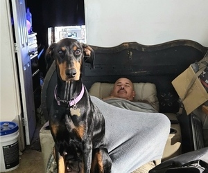 Mother of the Doberman Pinscher puppies born on 12/06/2024