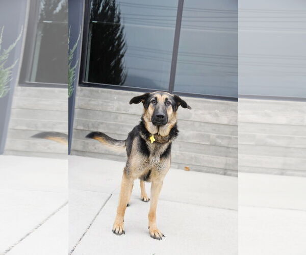 Medium Photo #11 German Shepherd Dog Puppy For Sale in Sandy, UT, USA