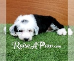 Small Photo #3 Sheepadoodle Puppy For Sale in OVERGAARD, AZ, USA