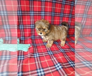 Shih Tzu Puppy for Sale in LAPEER, Michigan USA