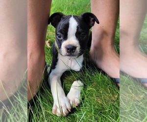 Boston Terrier Puppy for sale in MCCORDSVILLE, IN, USA